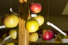 Latvijas dabas muzejā apskatāma ābolu izstāde «Latvijas sārtvaidži 2015» 24