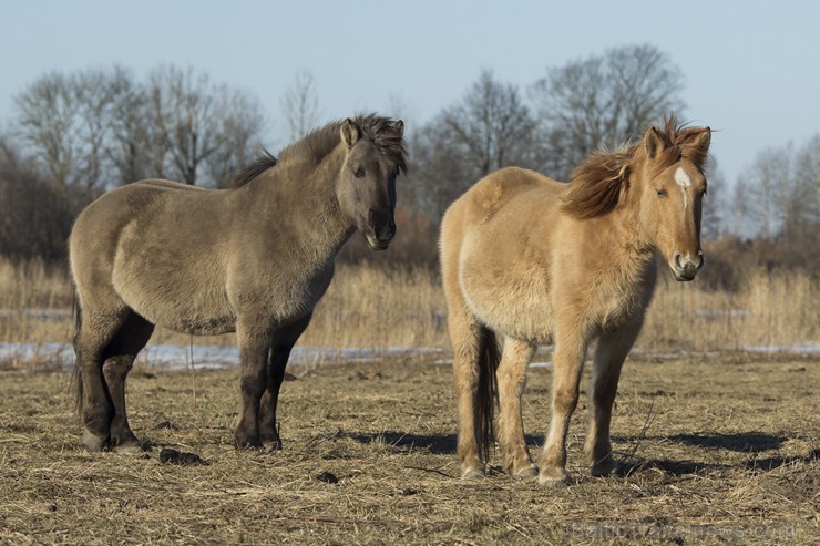Jelgavas pils salā aplūkojami savvaļas zirgi 143416