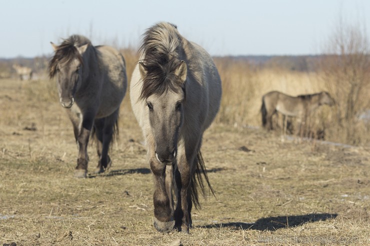 Jelgavas pils salā aplūkojami savvaļas zirgi 143419