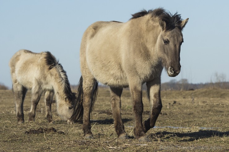 Jelgavas pils salā aplūkojami savvaļas zirgi 143422