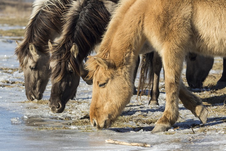 Jelgavas pils salas zirgi spēj dzīvot savvaļā – bez cilvēka palīdzības un aprūpes 143423