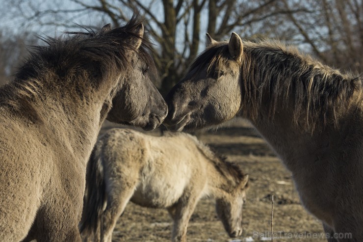 Jelgavas pils salā aplūkojami savvaļas zirgi 143424