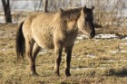 Jelgavas pils salā aplūkojami savvaļas zirgi 4