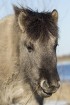 Jelgavas pils salā aplūkojami savvaļas zirgi 6