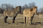 Jelgavas pils salā aplūkojami savvaļas zirgi 7