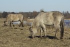 Jelgavas pils salā aplūkojami savvaļas zirgi 8