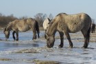 Jelgavas pils salā aplūkojami savvaļas zirgi 14