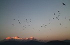 Putnu pavadīts saulriets Himalajos. Pokhara, Nepāla 24