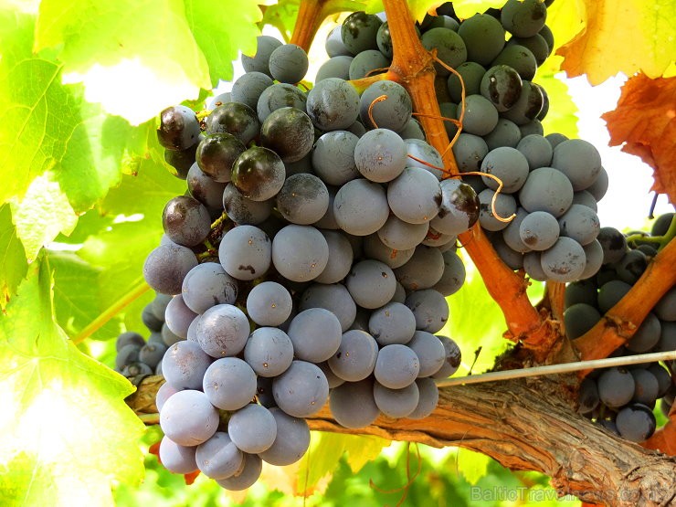 Travelnews.lv iepazīst spāņu reģiona Priorat vīna darītavu Clos de L‘obac www.costersdelsiurana.com Travelnews.lv iepazīst spāņu reģiona Priorat vīna darītavu Clos de L‘obac www.costersdelsiurana.com 145635
