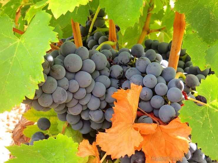 Travelnews.lv iepazīst spāņu reģiona Priorat vīna darītavu Clos de L‘obac www.costersdelsiurana.com Travelnews.lv iepazīst spāņu reģiona Priorat vīna darītavu Clos de L‘obac www.costersdelsiurana.com 145636
