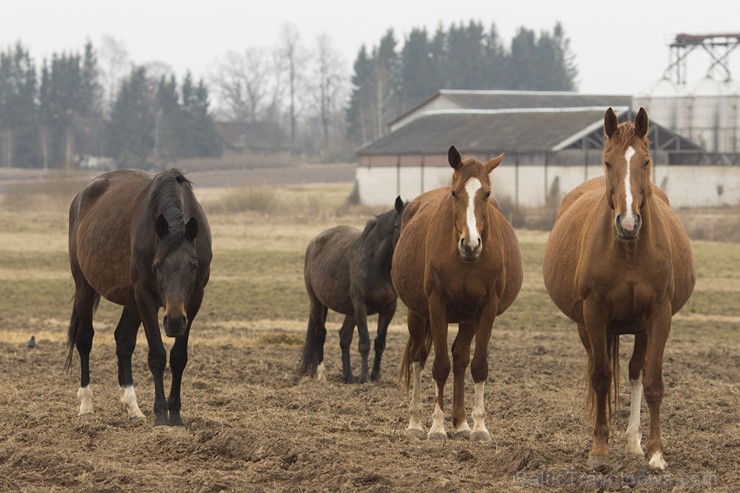 Zirgaudzētavā ir ap 200 zirgiem, kuri ganās ainaviskajās dabas lieguma pļavās Burtnieku ezera krastos un tā apkārtnē 147552