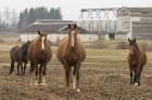 Burtnieku zirgaudzētava ir vecākā zirgaudzētava Latvijā 17