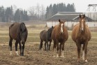 Zirgaudzētavā ir ap 200 zirgiem, kuri ganās ainaviskajās dabas lieguma pļavās Burtnieku ezera krastos un tā apkārtnē 1