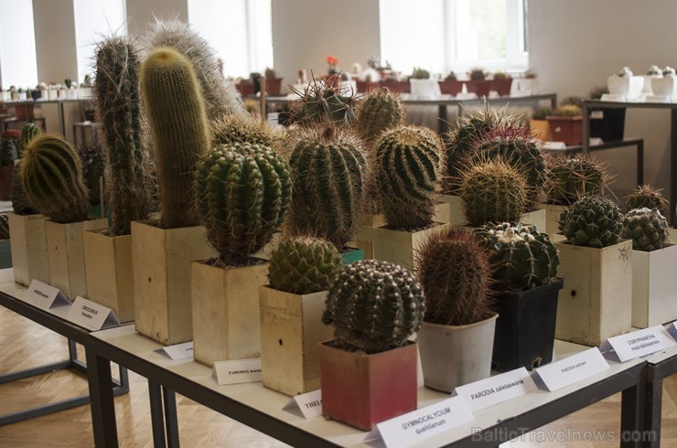 Dabas muzejā apskatāmi kaktusi un citi sukulenti 149852