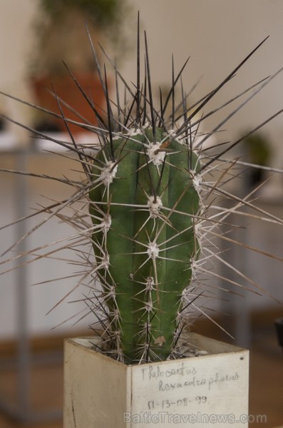 Dabas muzejā apskatāmi kaktusi un citi sukulenti 149855