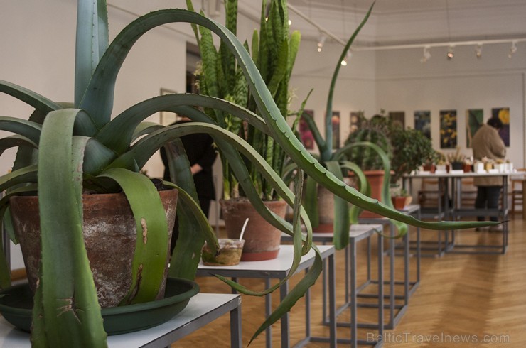 Dabas muzejā apskatāmi kaktusi un citi sukulenti 149857