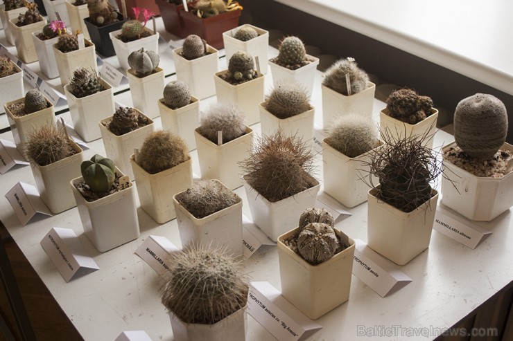 Dabas muzejā apskatāmi kaktusi un citi sukulenti 149863