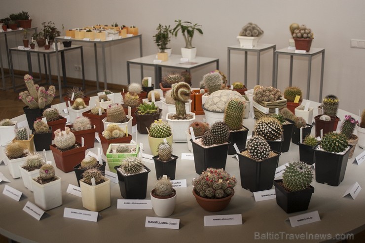 Dabas muzejā apskatāmi kaktusi un citi sukulenti 149864