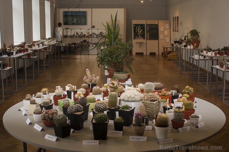 Latvijas Dabas muzejā līdz 24. maijam būs aplūkojama izstāde Kaktusi un citi sukulenti 2015, kurā sadarbībā ar Latvijas Kaktusu un citu sukulentu bied 149865