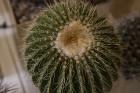 Dabas muzejā apskatāmi kaktusi un citi sukulenti 6