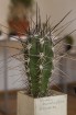 Dabas muzejā apskatāmi kaktusi un citi sukulenti 7