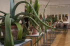 Dabas muzejā apskatāmi kaktusi un citi sukulenti 10