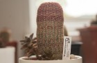 Dabas muzejā apskatāmi kaktusi un citi sukulenti 12