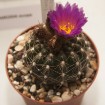Dabas muzejā apskatāmi kaktusi un citi sukulenti 13