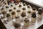Dabas muzejā apskatāmi kaktusi un citi sukulenti 16