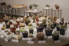 Dabas muzejā apskatāmi kaktusi un citi sukulenti 17