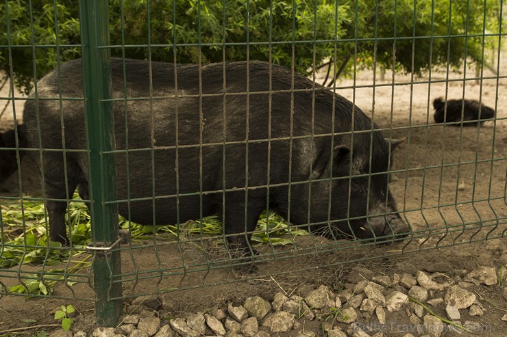 Piemājas zoo «Brieži» Stopiņi novadā, Vālodzēs. Te sastopami poniji, fazāni, dekoratīvie mājputni, pundurkaziņas un aitiņas, truši un vāverēni, pundur Piemājas zoo «Brieži» Stopiņi novadā, Vālodzēs. Te sastopami poniji, fazāni, dekoratīvie mājputni, pundurkaziņas un aitiņas, truši un vāverēni, pundur 150925