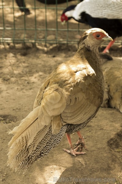 Piemājas zoo «Brieži» apskatāmi dažādi dzīvnieki un dekoratīvie putni 150928