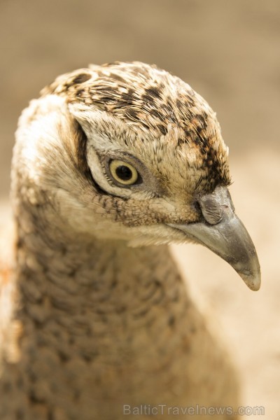 Piemājas zoo «Brieži» apskatāmi dažādi dzīvnieki un dekoratīvie putni 150930