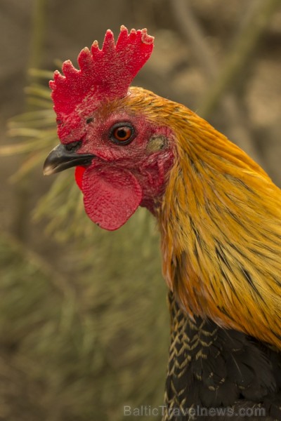 Piemājas zoo «Brieži» apskatāmi dažādi dzīvnieki un dekoratīvie putni 150934