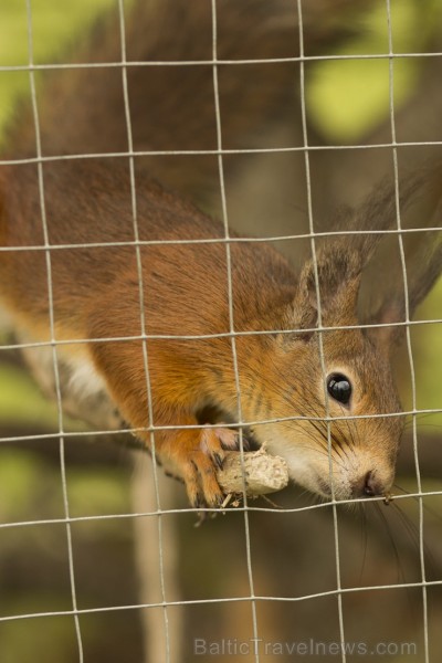 Piemājas zoo «Brieži» apskatāmi dažādi dzīvnieki un dekoratīvie putni 150942