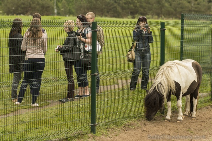 Piemājas zoo «Brieži» apskatāmi dažādi dzīvnieki un dekoratīvie putni 150944