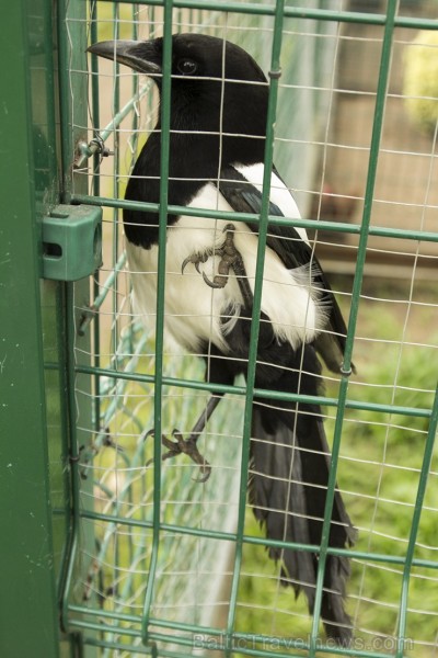 Piemājas zoo «Brieži» apskatāmi dažādi dzīvnieki un dekoratīvie putni 150949