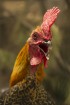 Piemājas zoo «Brieži» apskatāmi dažādi dzīvnieki un dekoratīvie putni 12