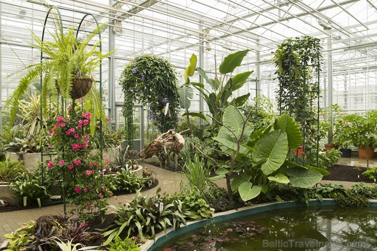 Nacionālā botāniskā dārza jaunajā oranžērijā var aplūkot vairāk nekā 2100 augu dažādības 151774