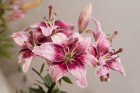 Dažādas formas, krāsas un smaržas – izstādē būs skatāmas vairāk nekā 200 cēlo ziedu šķirņu, īpašu uzmanību veltot OT grupas neierastajām lilijām 1