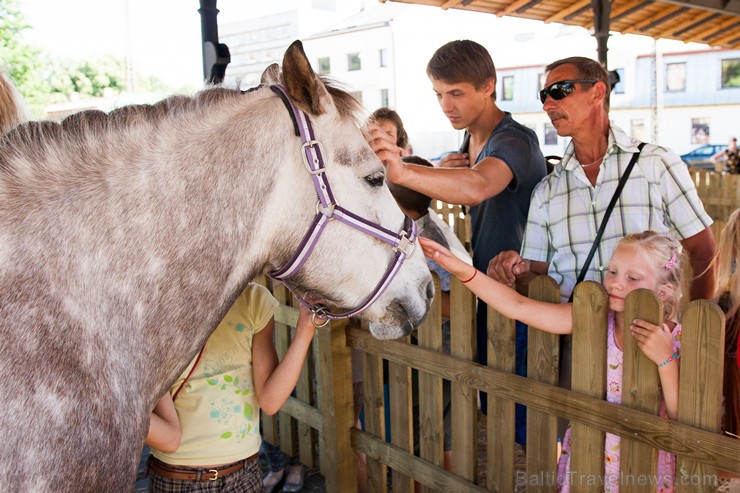 Siena tirgus laukumā svētku apmeklētāji iepazīstas ar dažādām zirgu izmantošanas tradīcijām 158660