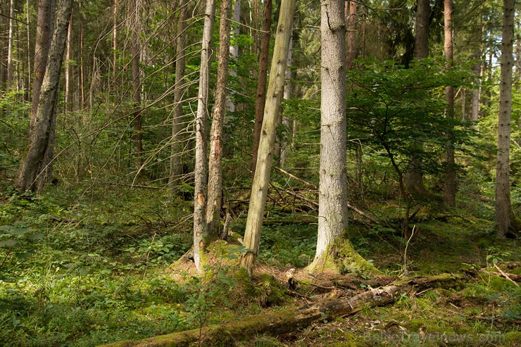 Slīteres dabas takā var iepazīt šai vietai raksturīgus Eiropas nozīmes aizsargājamus biotopus 159111