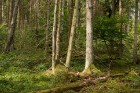 Slīteres dabas takā var iepazīt šai vietai raksturīgus Eiropas nozīmes aizsargājamus biotopus 9