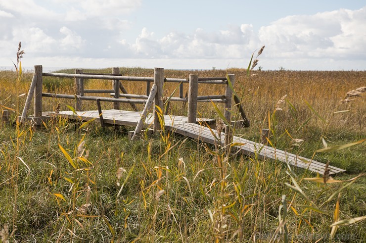 Randu pļavas ir starptautiski atzīta putnu migrācijas un ligzdošanas vieta 163565