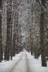 Travelnews.lv apciemo Tērvetes dabas parku ziemas apstākļos 5