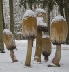 Travelnews.lv apciemo Tērvetes dabas parku ziemas apstākļos 18