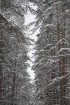 Travelnews.lv apciemo Tērvetes dabas parku ziemas apstākļos 61