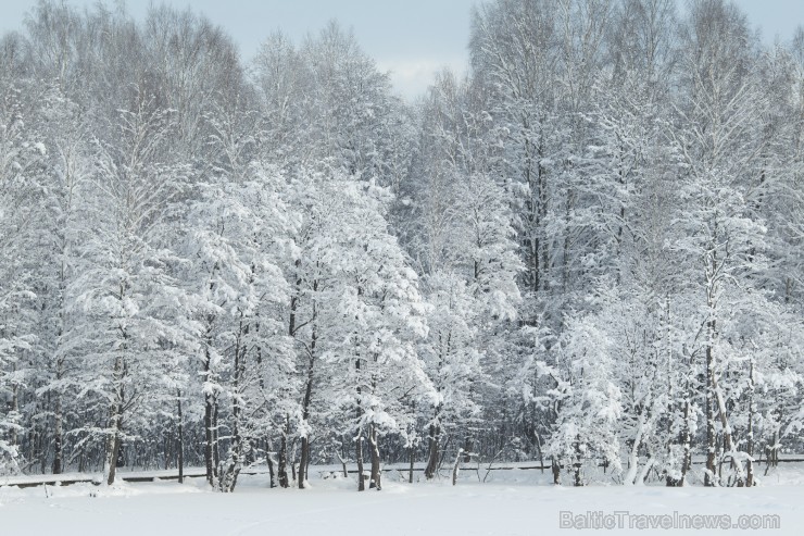 Travelnews.lv izbauda ziemas priekus Limbažu Lielezera dabas takā 167529