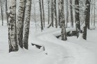 Travelnews.lv izbauda ziemas priekus Limbažu Lielezera dabas takā 8