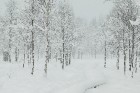 Travelnews.lv izbauda ziemas priekus Limbažu Lielezera dabas takā 10